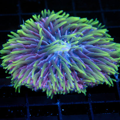 JC UV Radiation Plate Coral 2"+