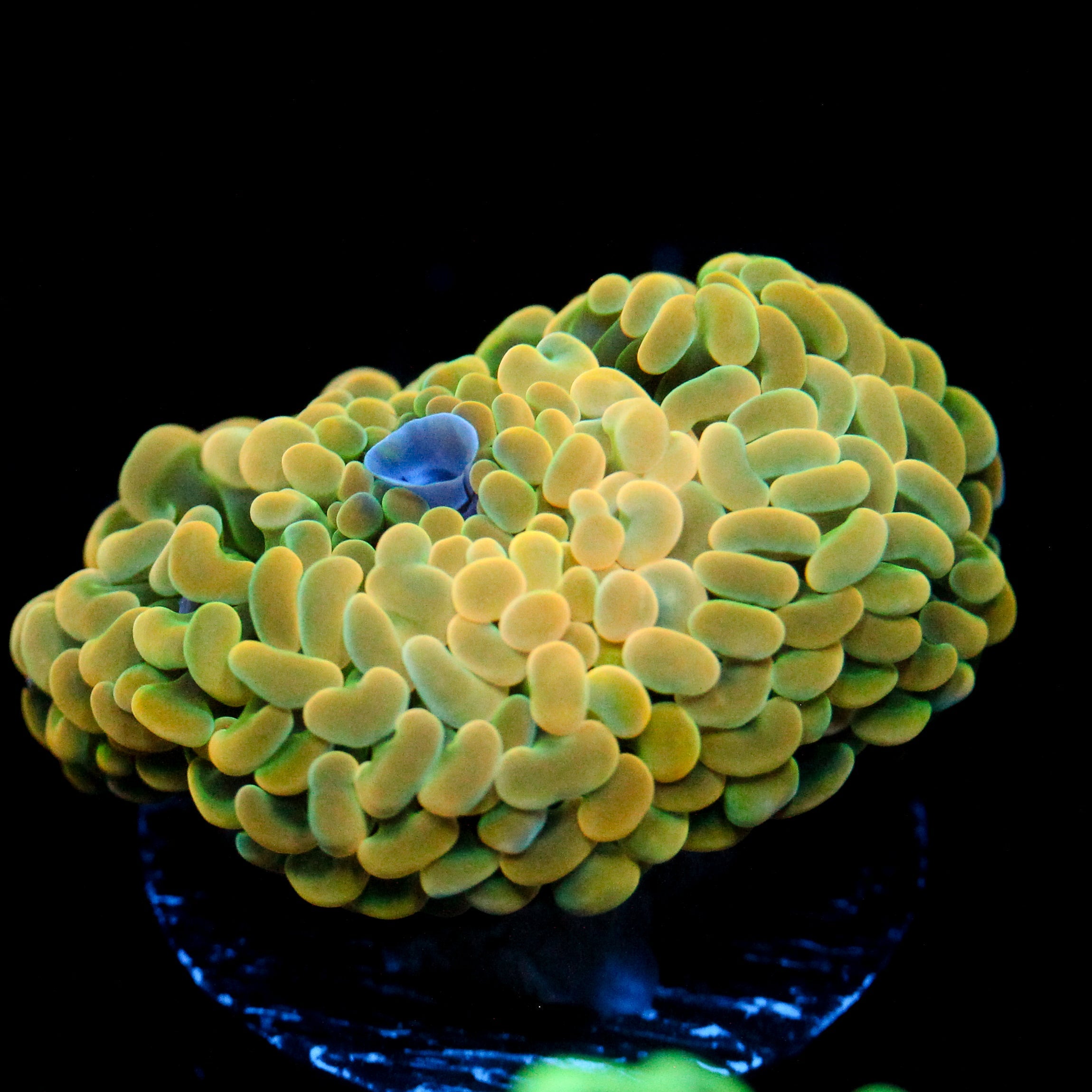 JC Rainbow Gold Hammer Multi Head