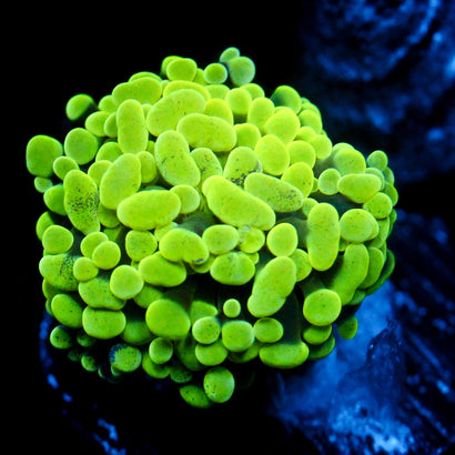 JC Hyper Green Splatter Hammer