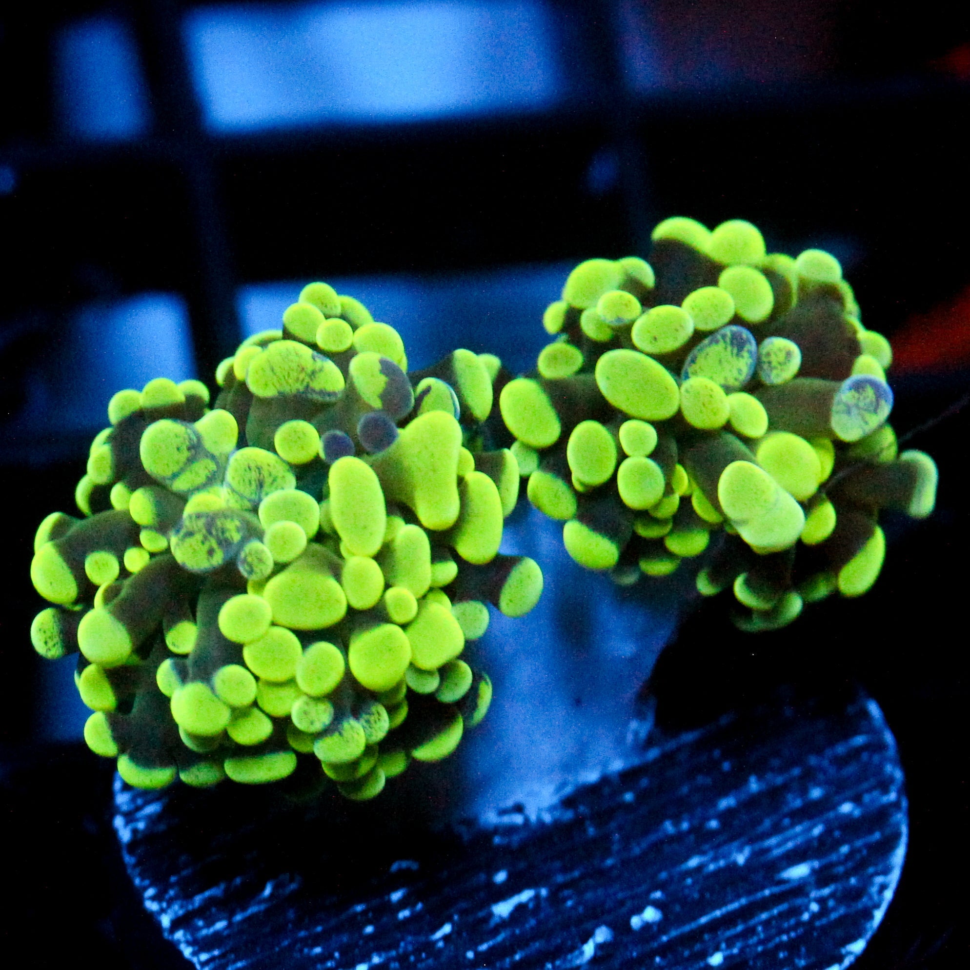 JC Neon Splatter Hammer