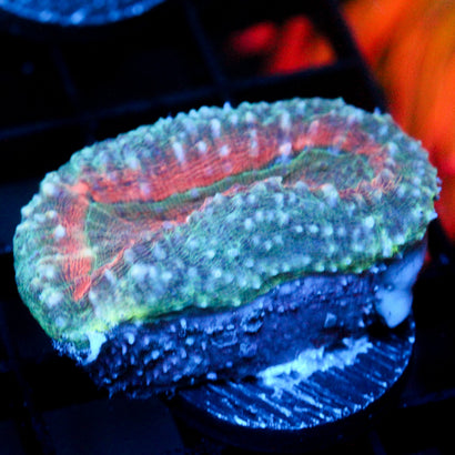 JC Burning Tundra Branching Lobo 1"+