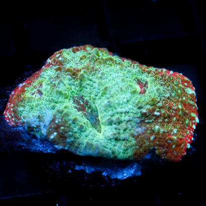 JC Spearmint Chalice