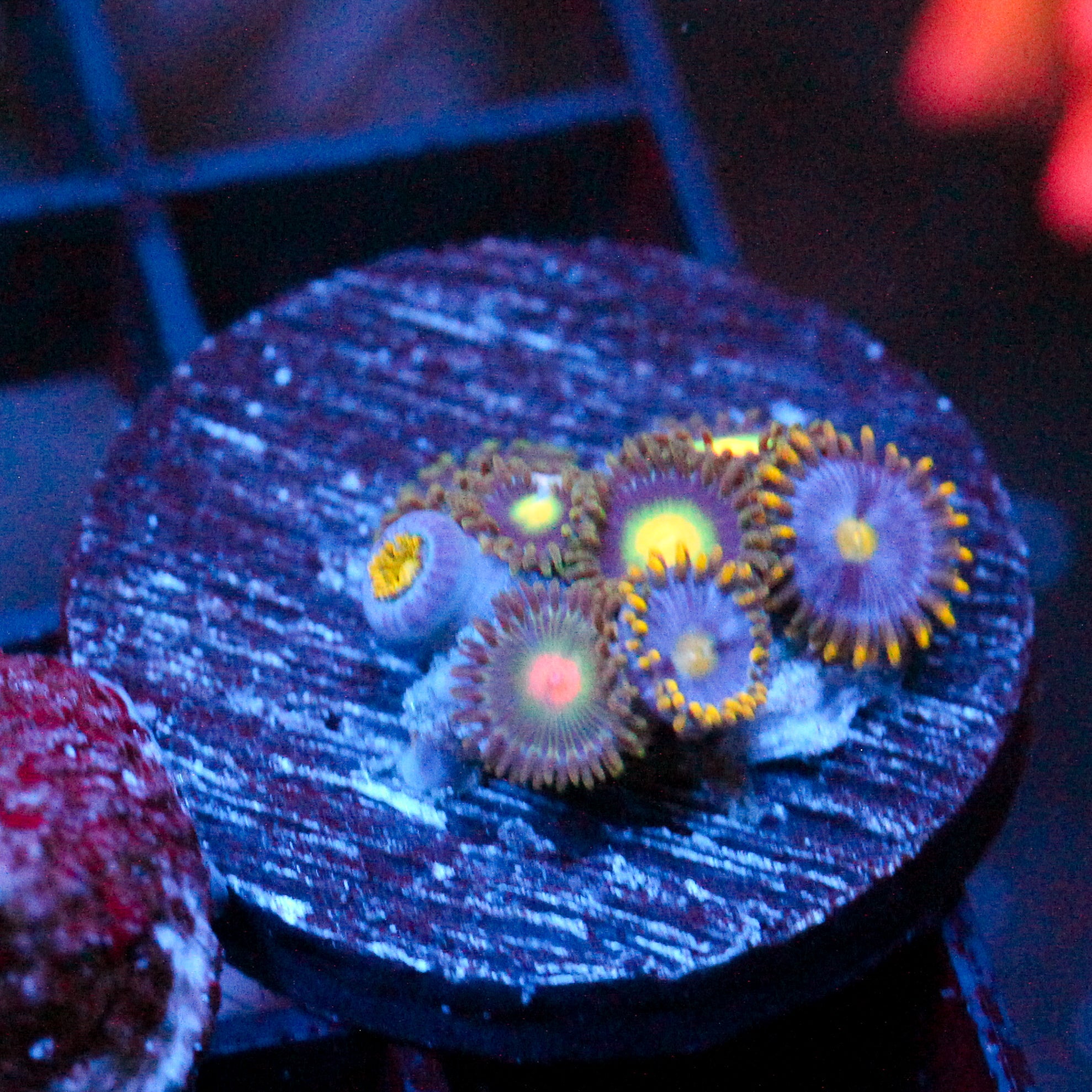 JC Zoa Trinity
