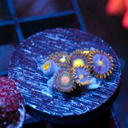 JC Zoa Trinity