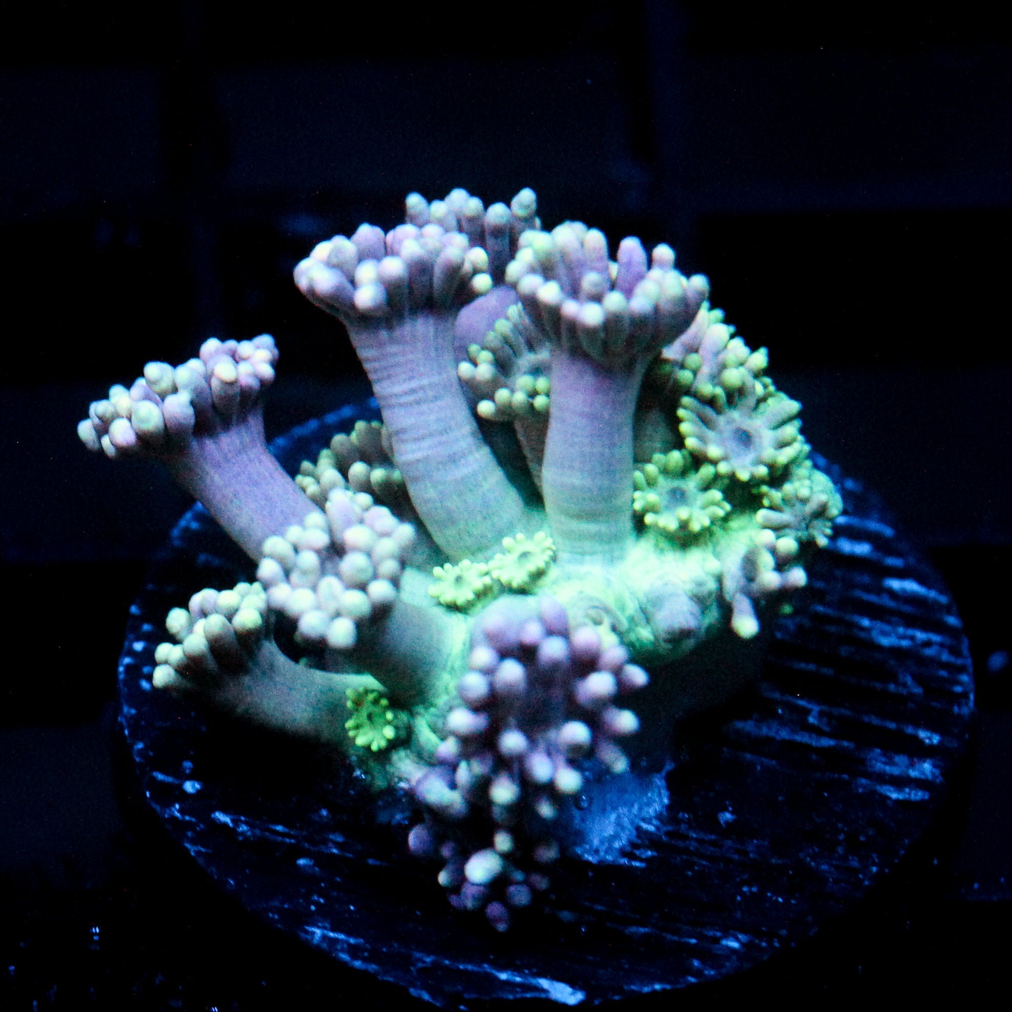 JC Purple Spectral Goni