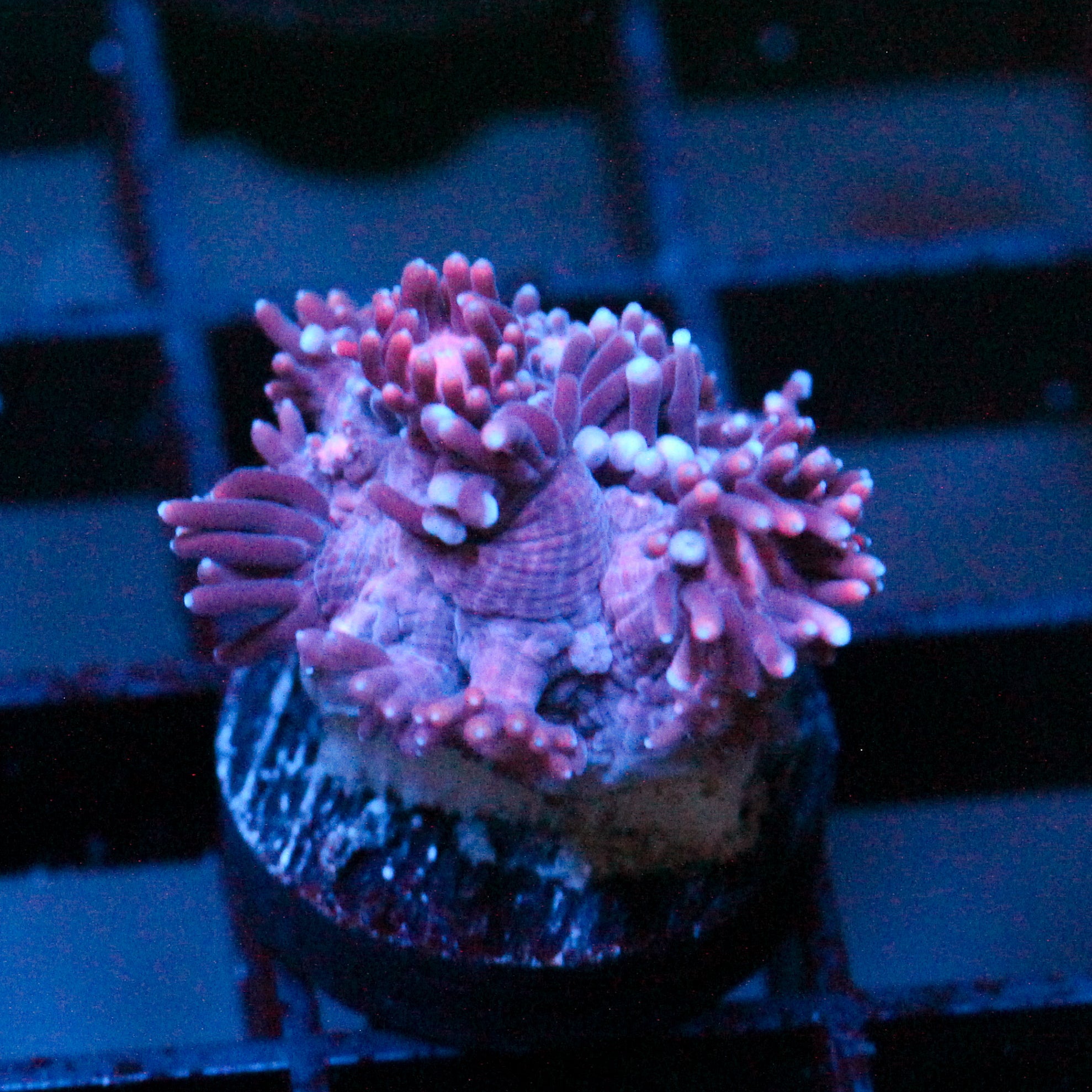 JC Whirlybird Goni