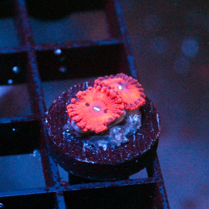 JC Xerxes Zoanthid