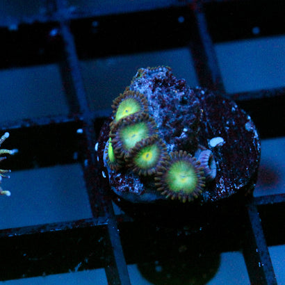 JC Morning Dawn Zoanthid
