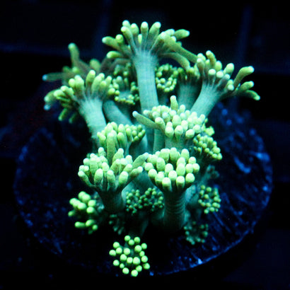 JC Sea Grapes Goni