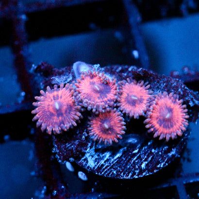 JC Amber Bliss Zoanthid