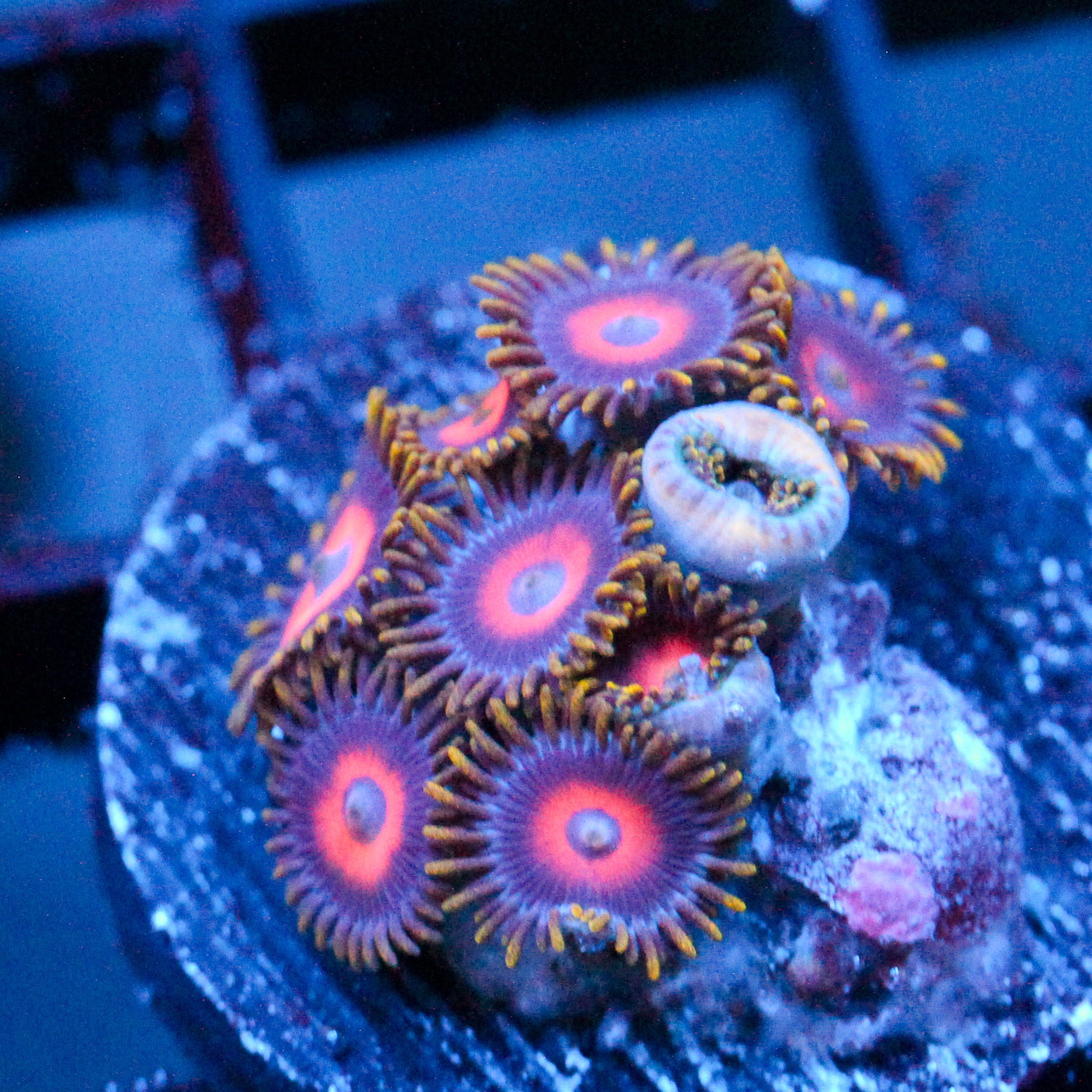 JC Empire Zoanthid