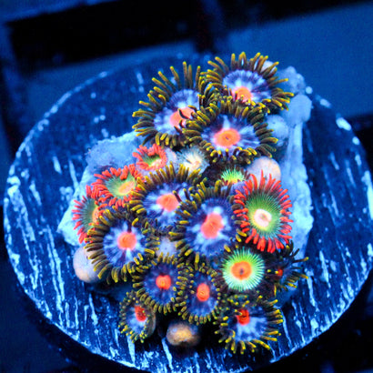 JC Tye Dye Reality Zoanthids