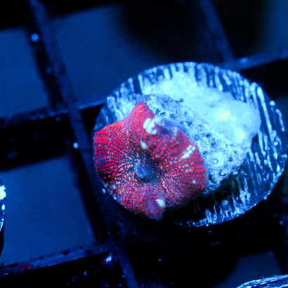 JC interstellar Discosoma