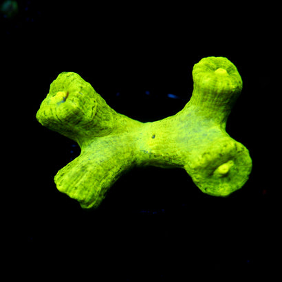 Trumpet Coral