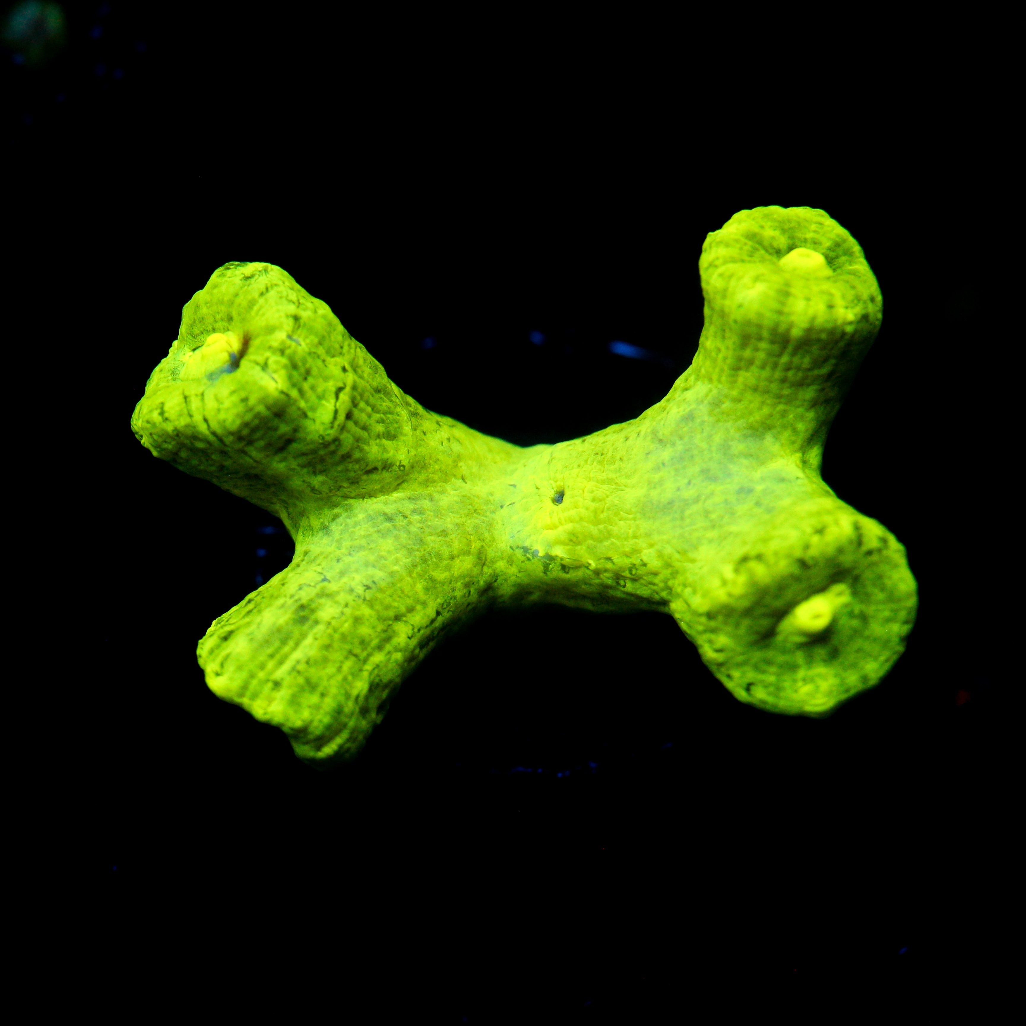 Trumpet Coral