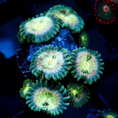 JC Hawaiian Ding Dang Zoanthid