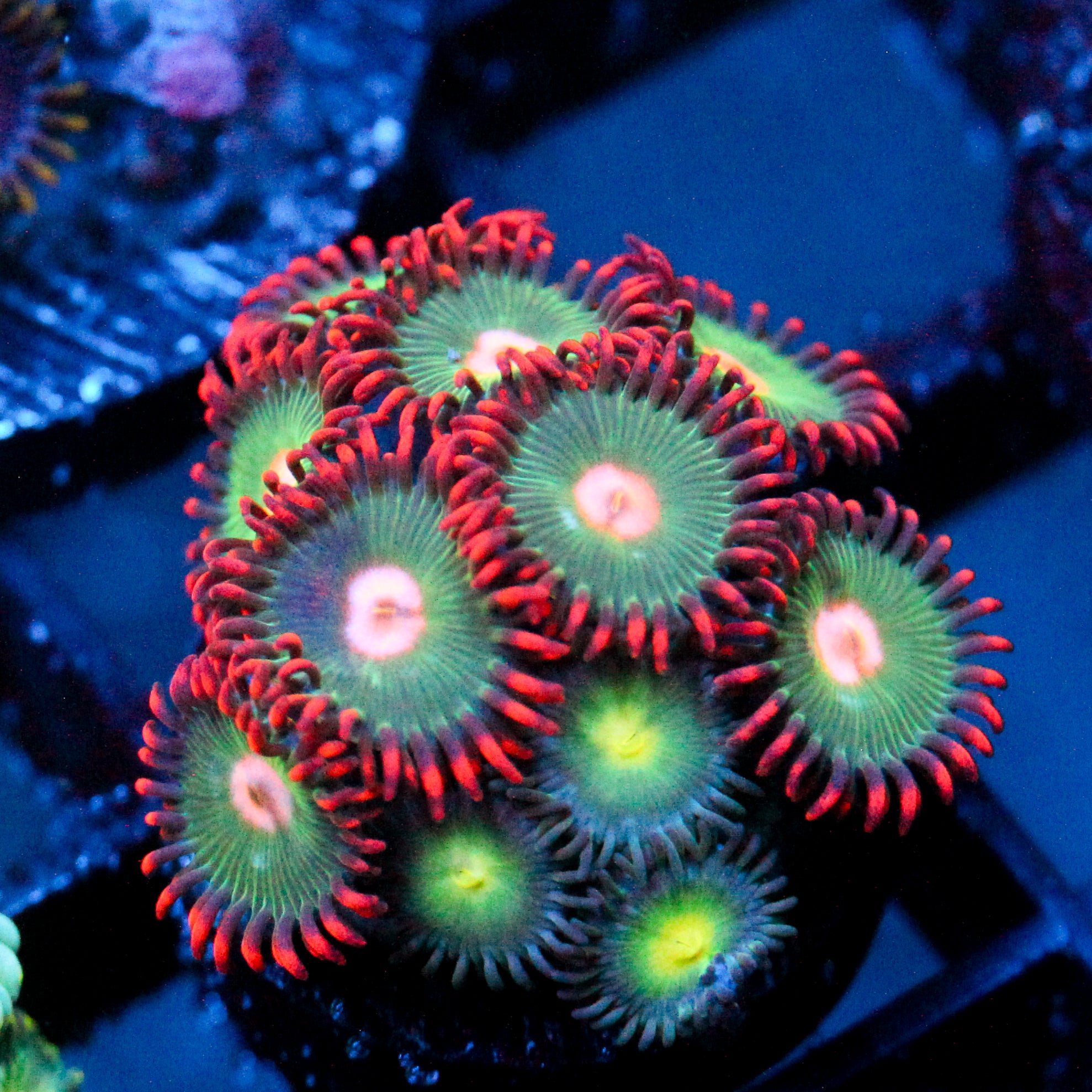 JC Gatorade Zoanthid