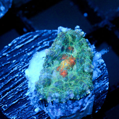 JC Beach Babes Rhodactis Mushroom