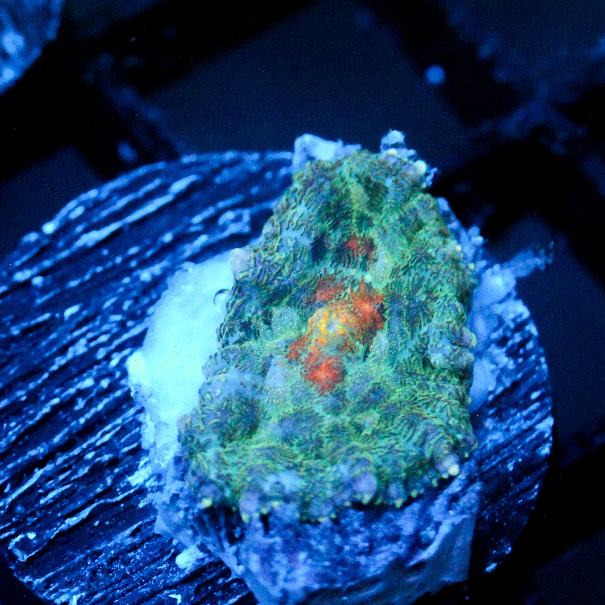JC Beach Babes Rhodactis Mushroom