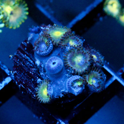 JC Birth Stone Zoanthid