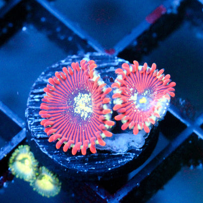 JC Magician's Zoanthid