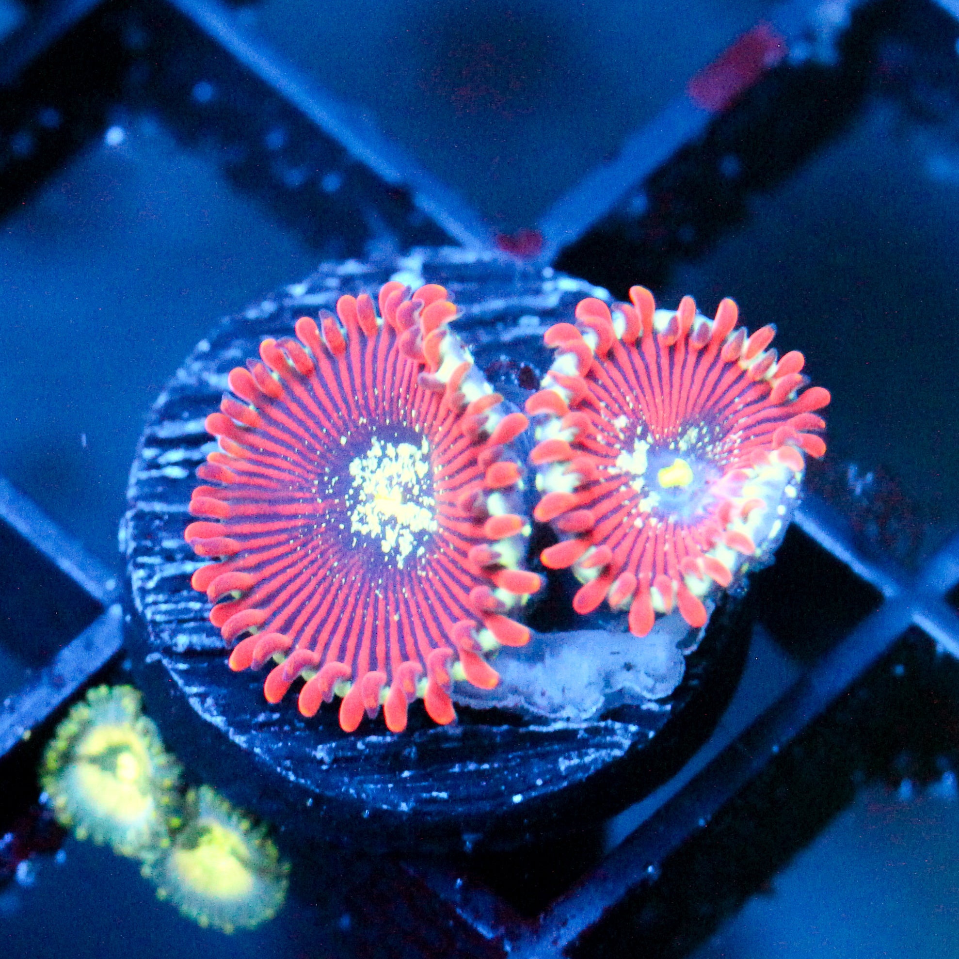 JC Magician's Zoanthid