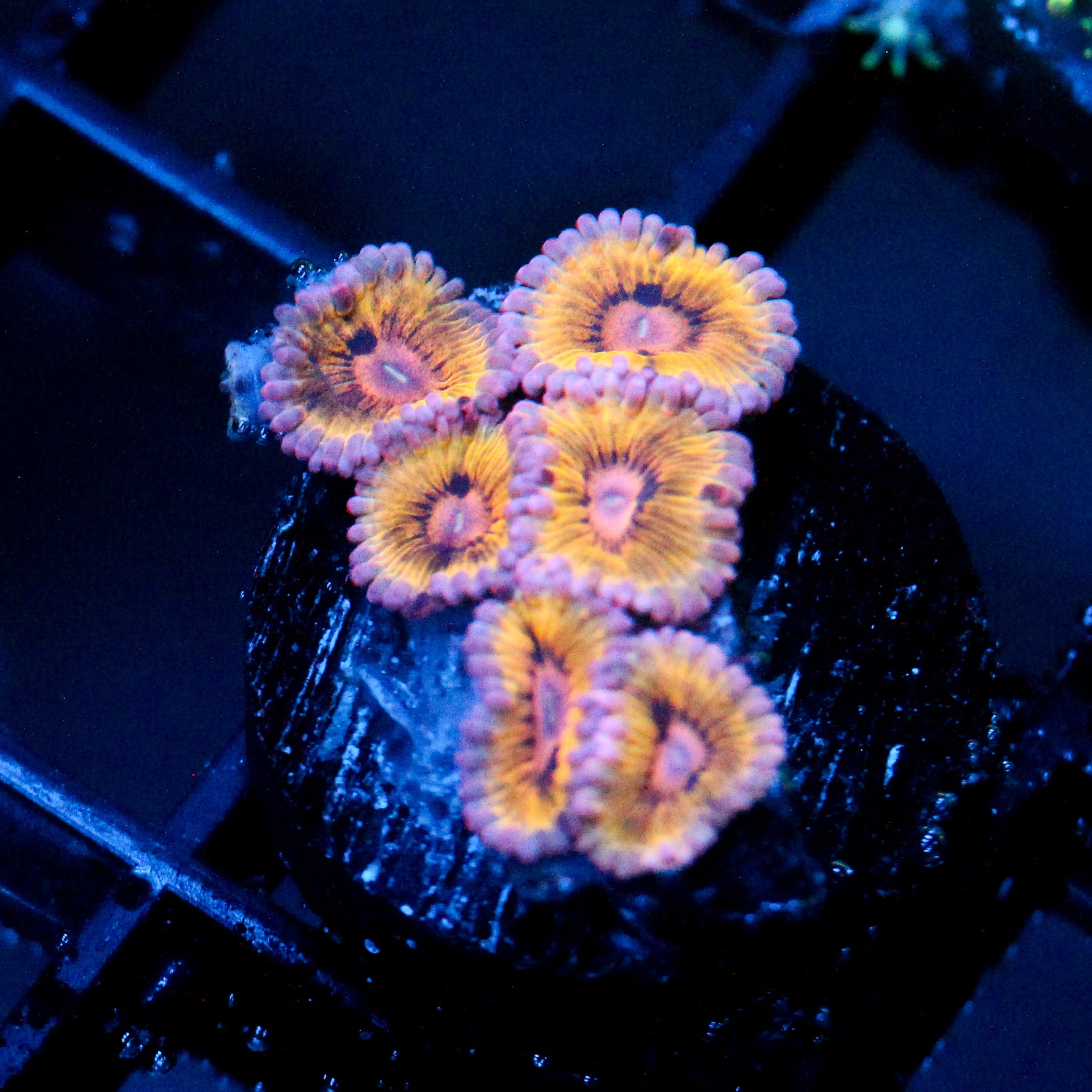 JC Stratocasters Zoanthid