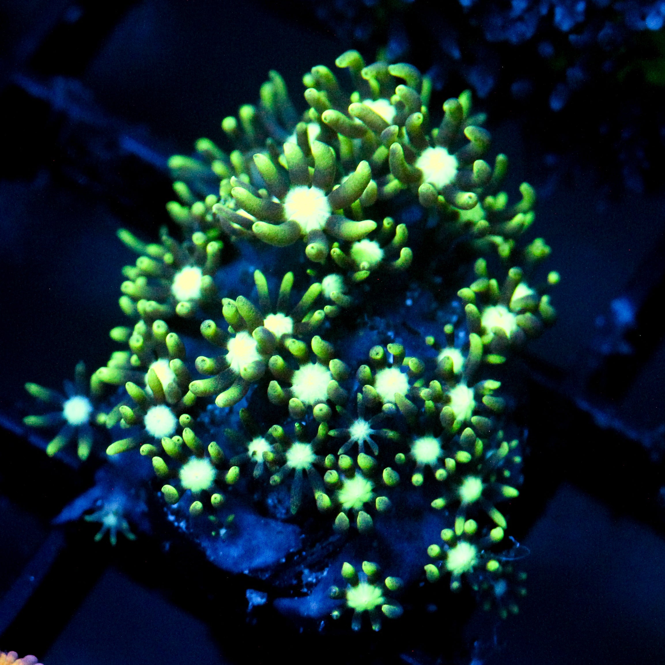 JC Star Polyp