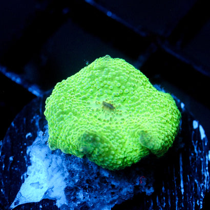 JC Twisted Discosoma