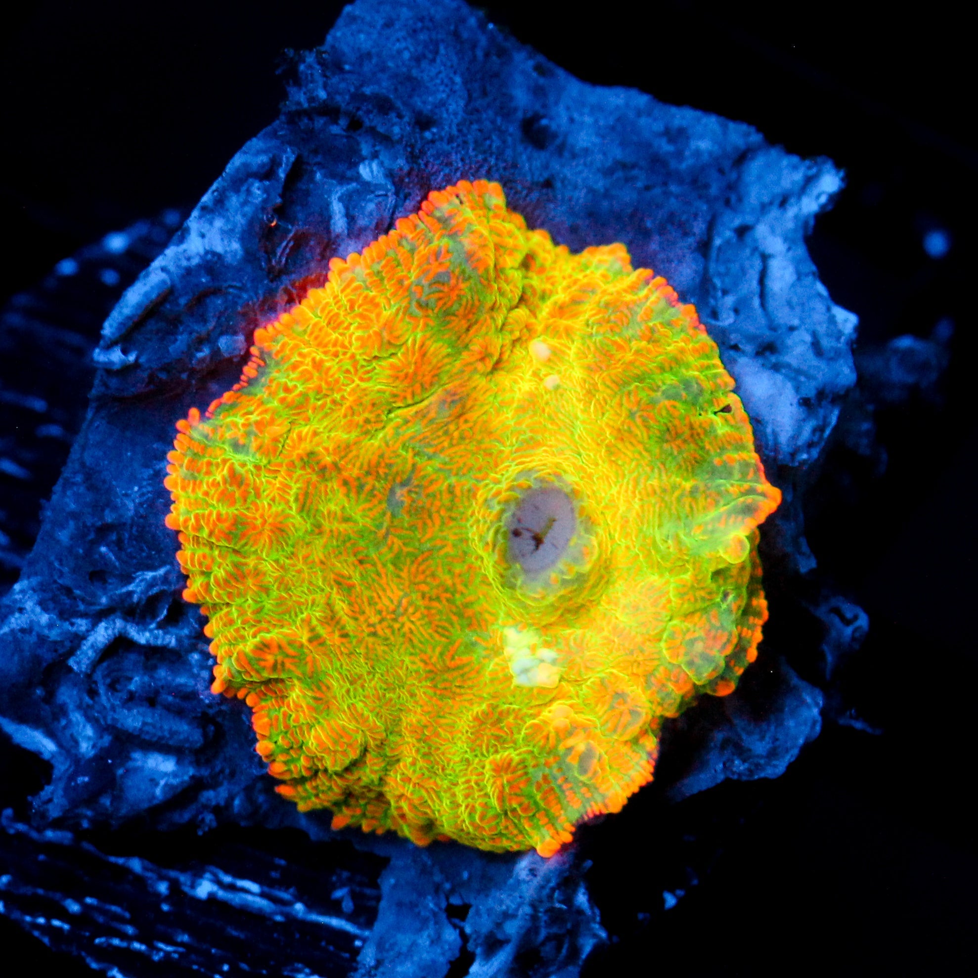 JC Supernova Rhodactis