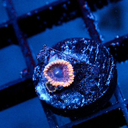 JC Permafrost Zoanthid (Last one)