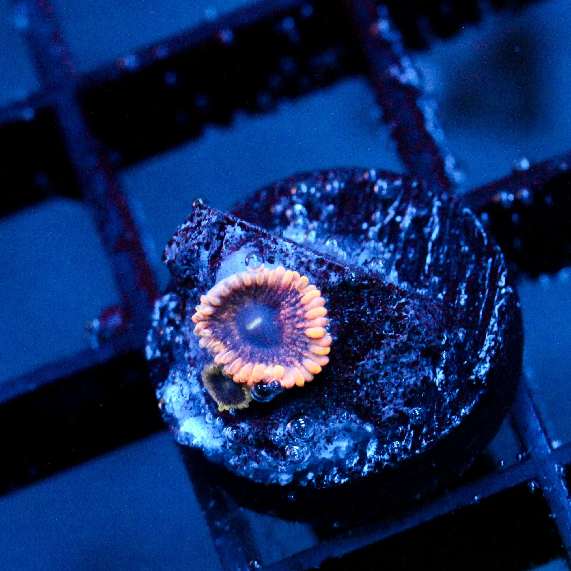 JC Permafrost Zoanthid (Last one)