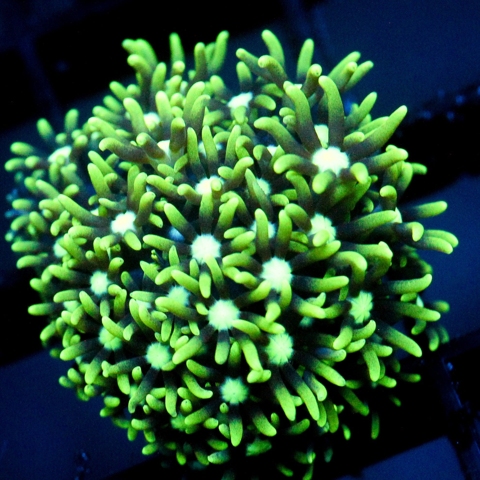 JC GSP