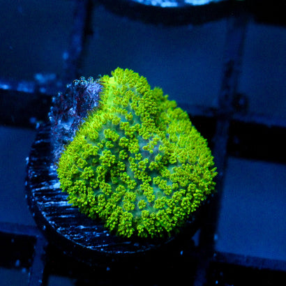 JC Neon Green Rhodactis