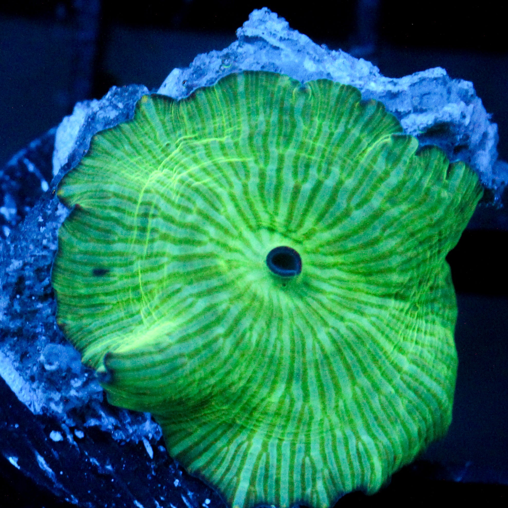 JC Watermelon Rind Discosoma