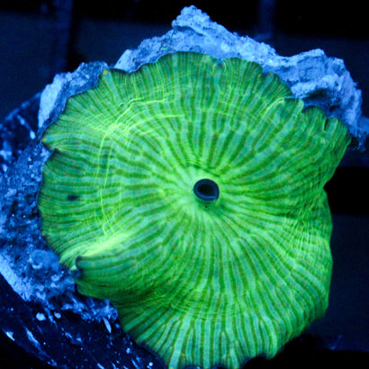 JC Watermelon Rind Discosoma