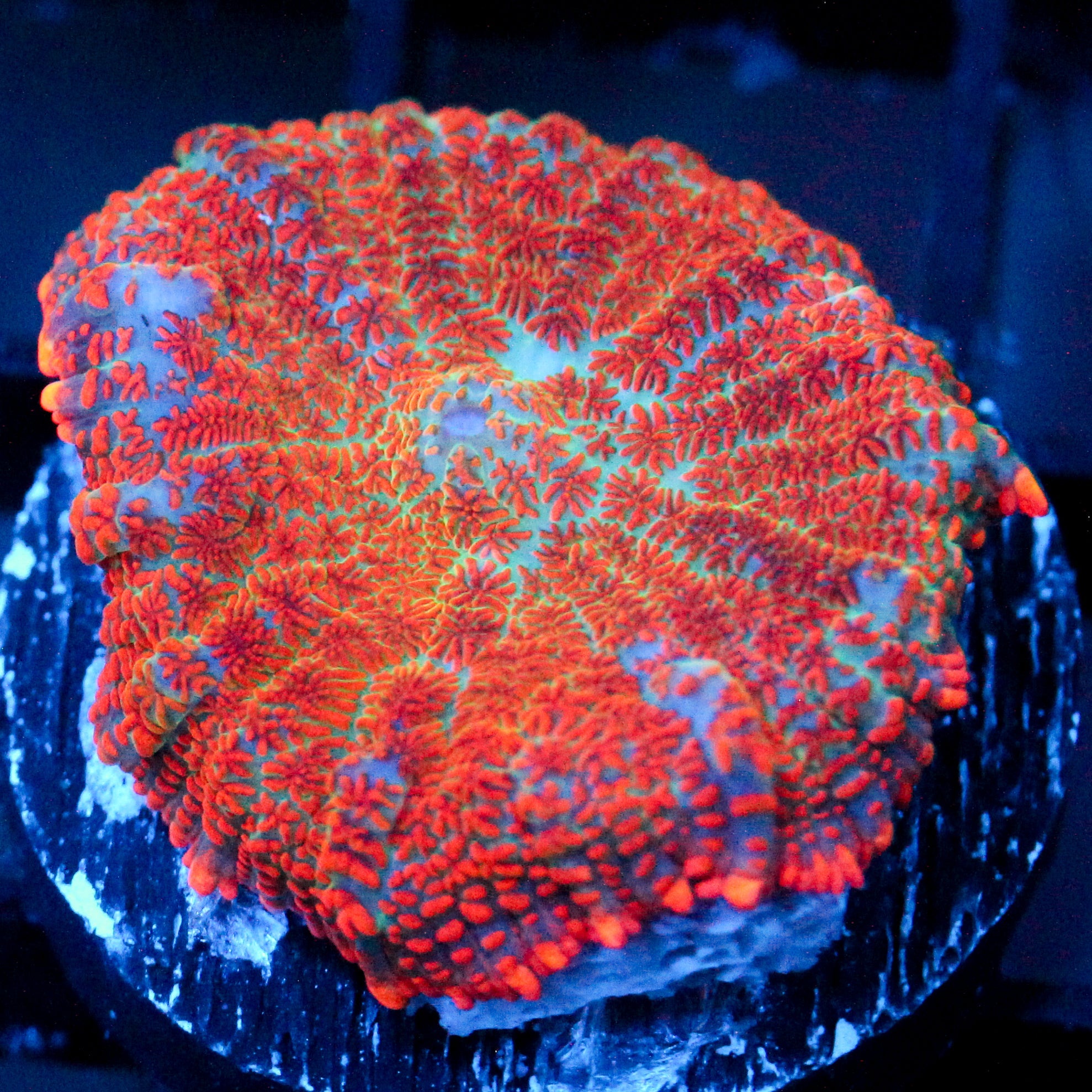 JC Strawberry Jello Rhodactis