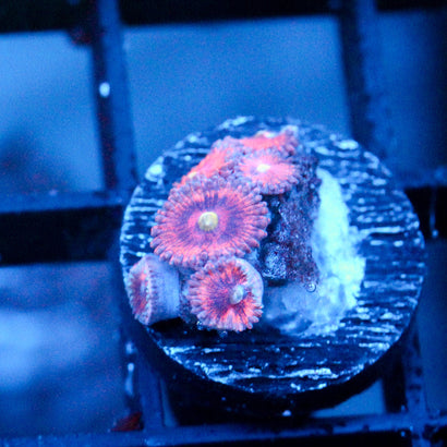JC Yellow Rose Zoanthid