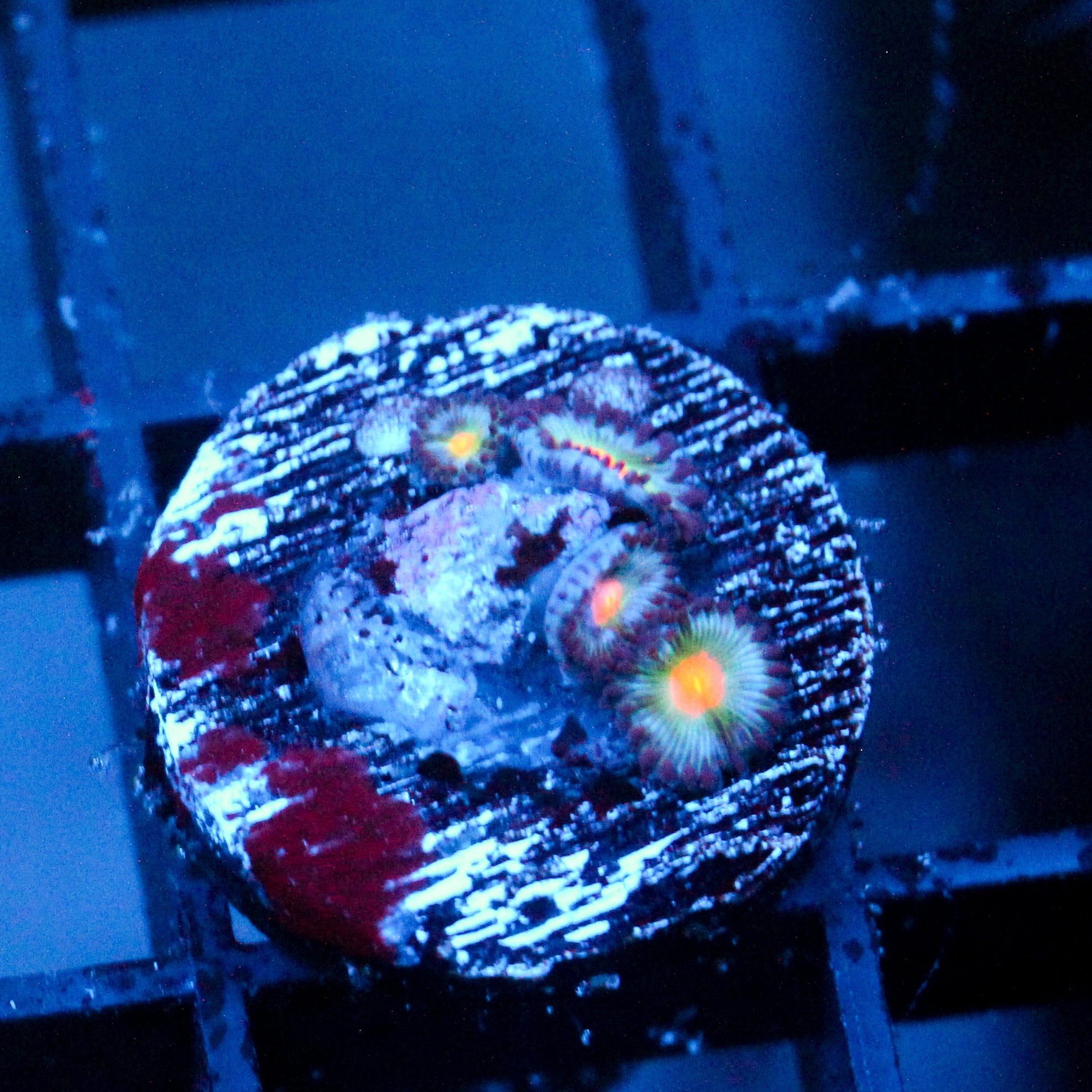 JC Blue Raven Zoanthid