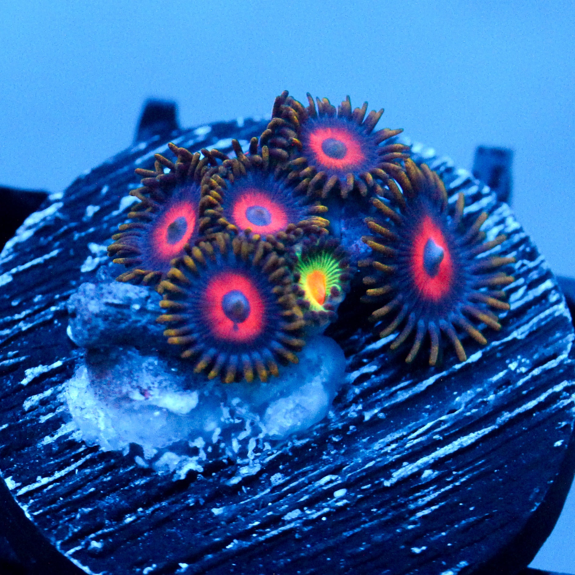 JC Empire Zoanthid