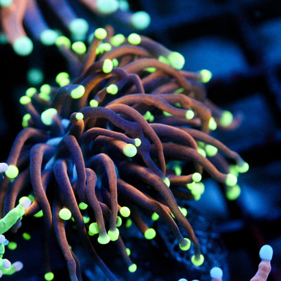 JC Serendipity Torch