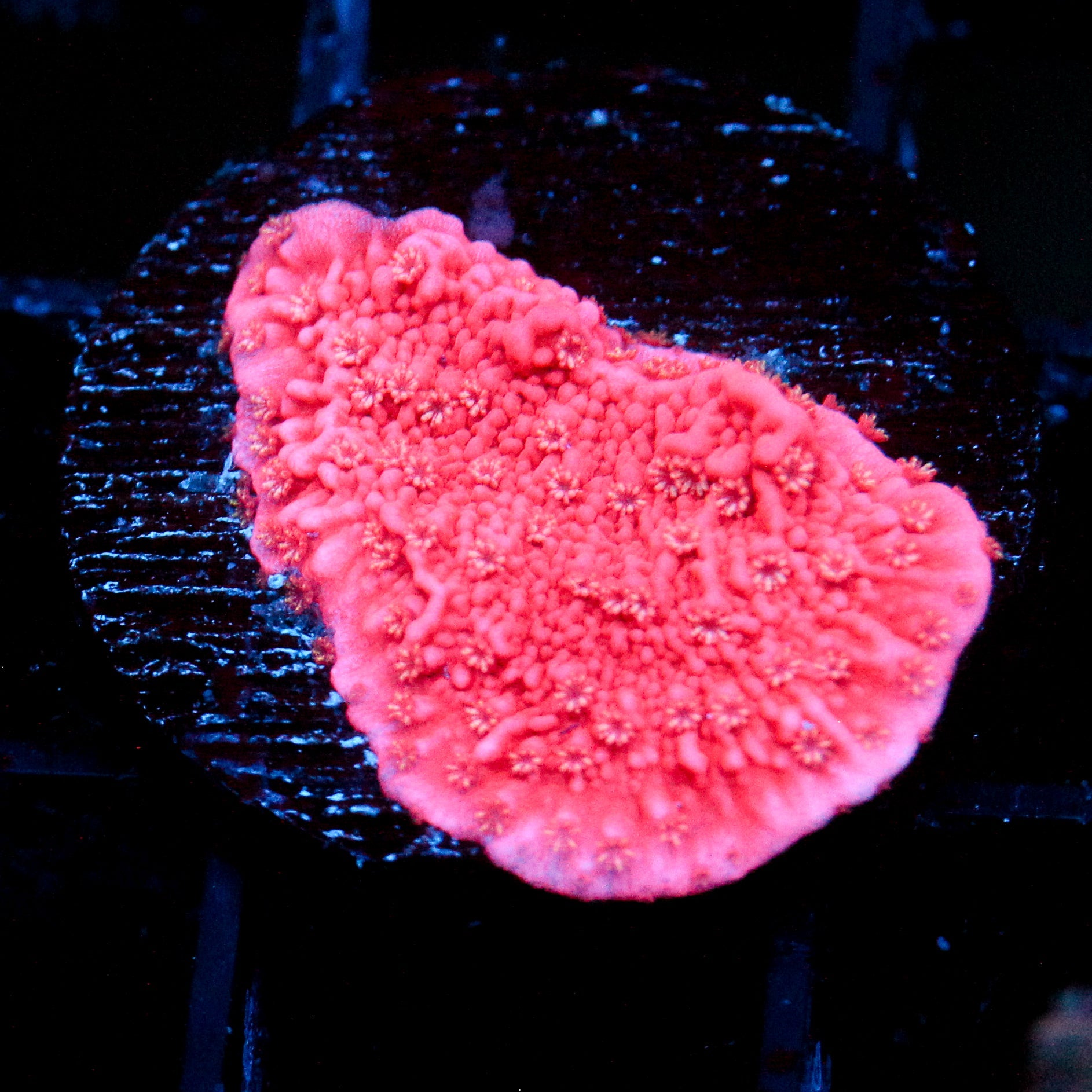 WWC Grafted Monti Full Pink