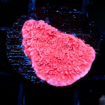 WWC Grafted Monti Full Pink