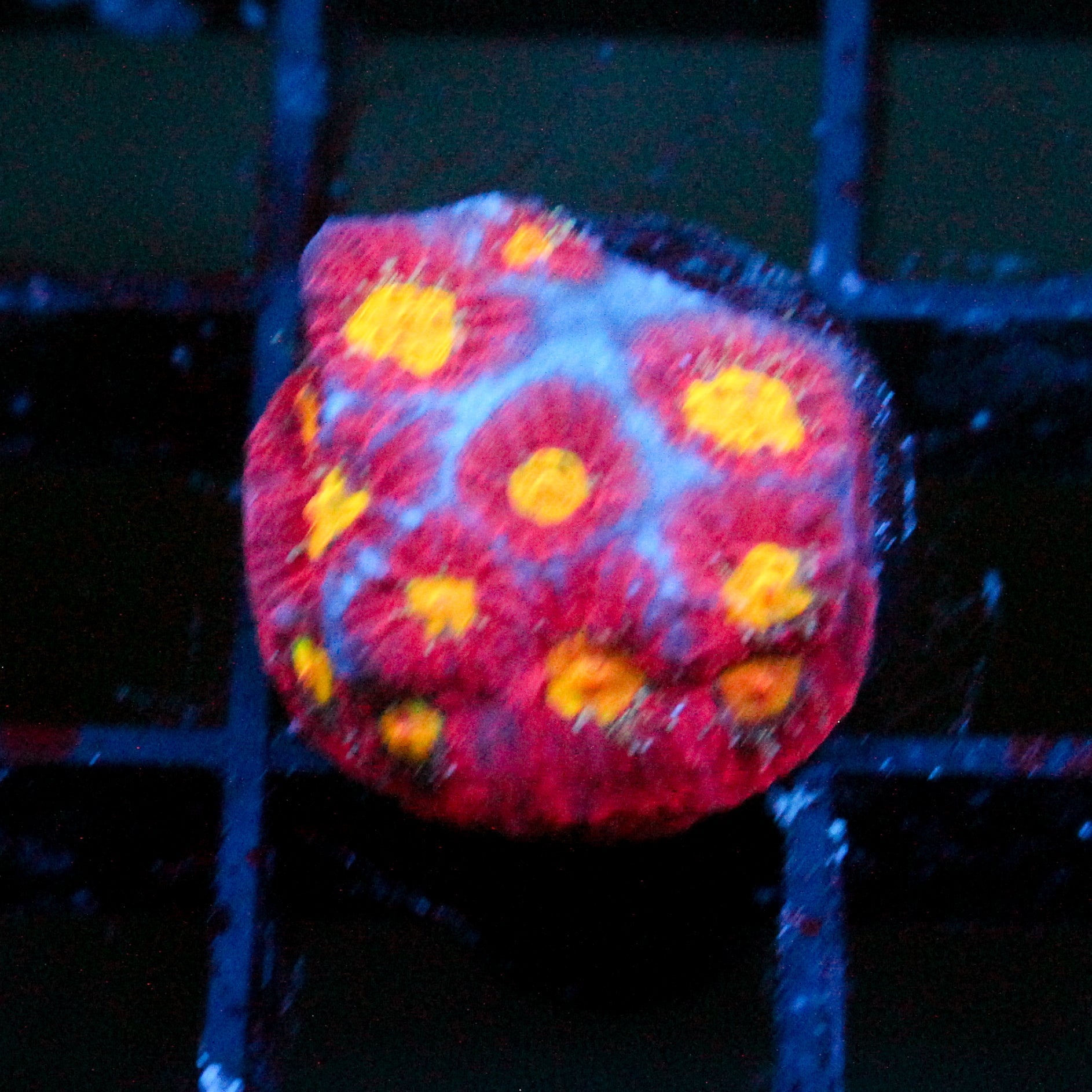 JC Red Slime Favia