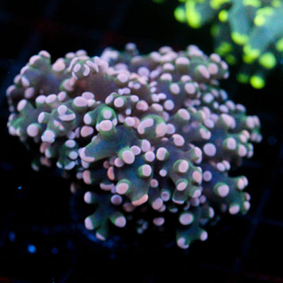 JC Pink Tip Octo