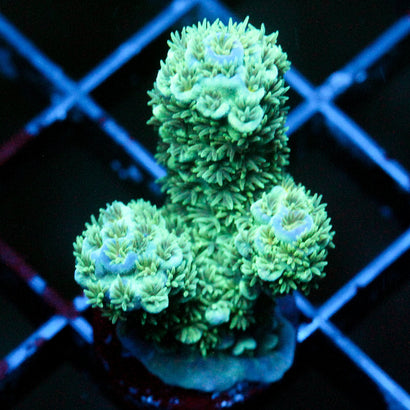 JC Cactus Cooler
