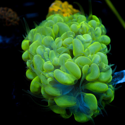 JC Neon Bubble Coral 3"+