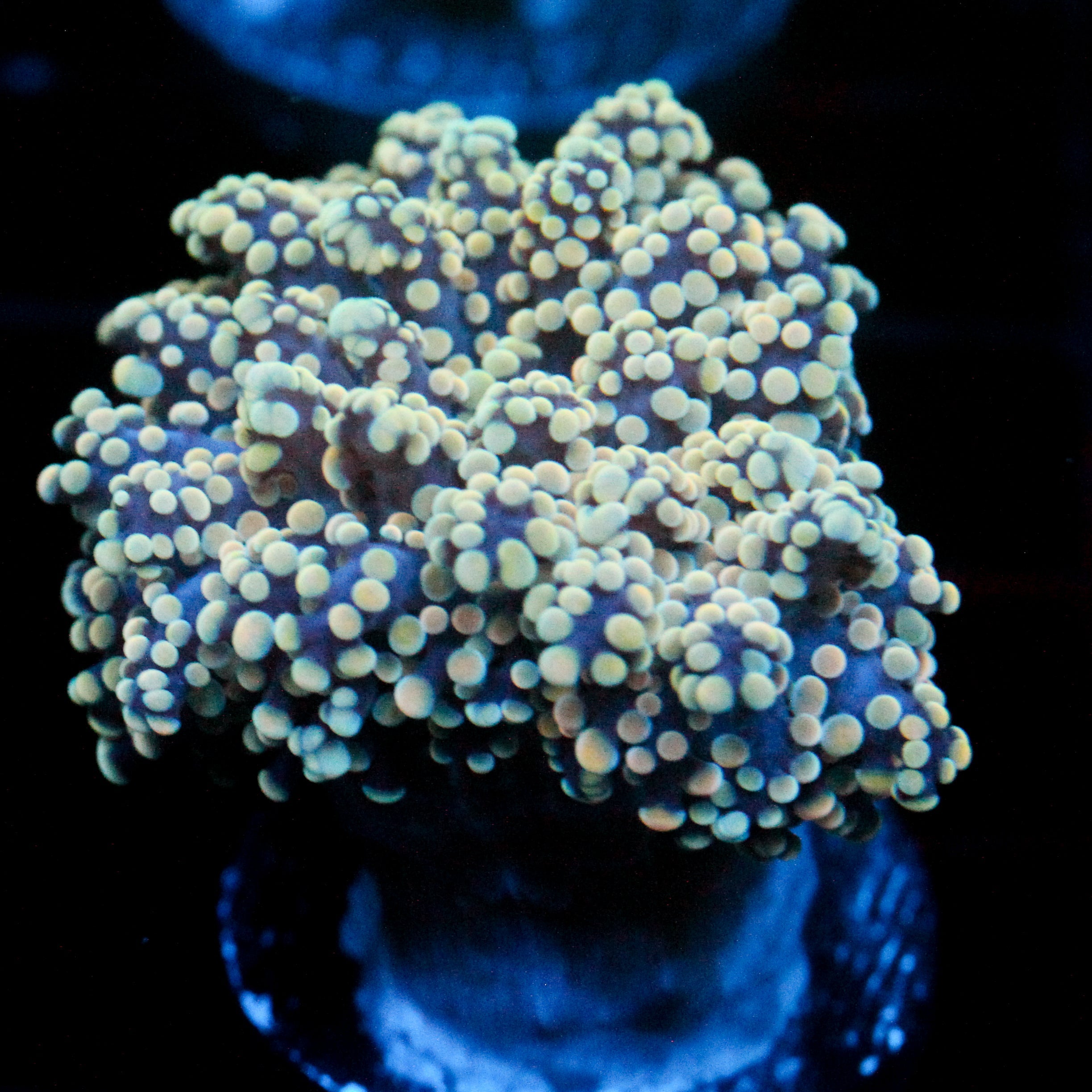 JC Orange Cream Octo