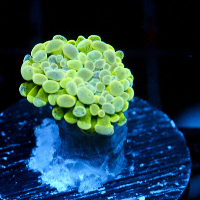 JC Alien Slime Splatter Hammer