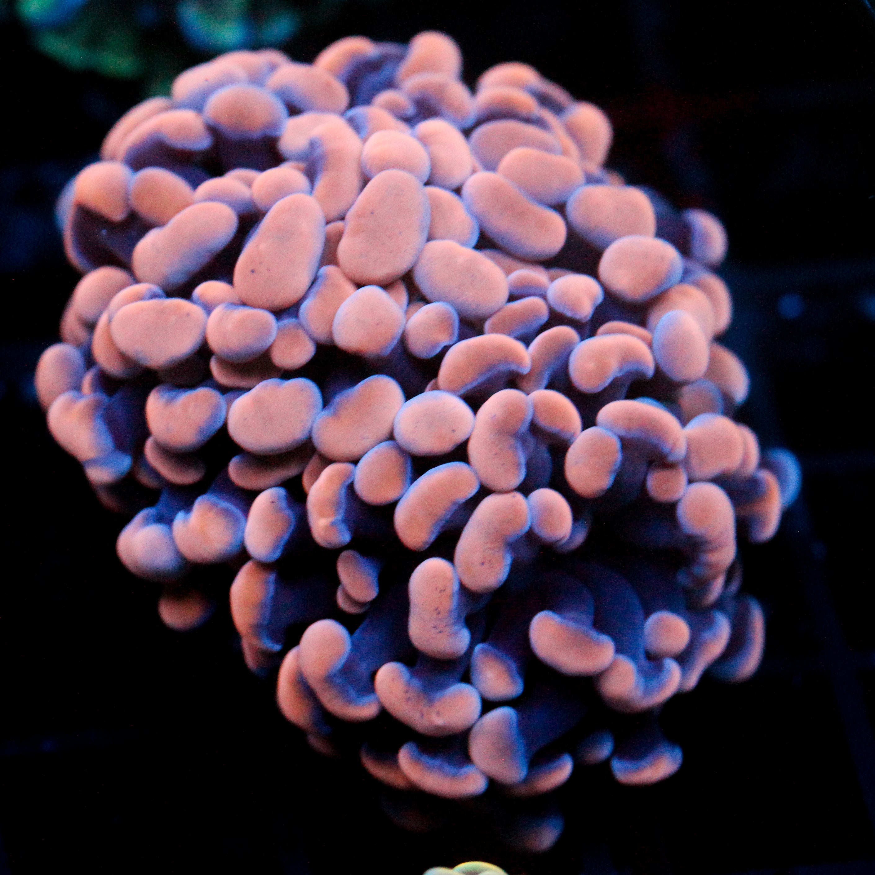 JC Orange Splatter Hammer